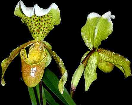 Paphiopedilum insigne